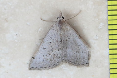 Dichromodes usurpatrix