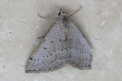 Dichromodes usurpatrix