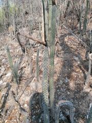 Lemaireocereus hollianus