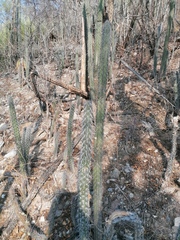 Lemaireocereus hollianus