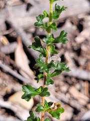 Dodonaea hirsuta