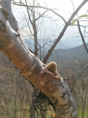 Mammillaria dixanthocentron