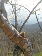 Mammillaria dixanthocentron