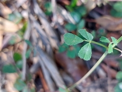 Medicago orbicularis