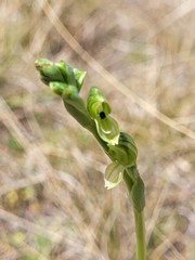 Pterostylis bicolor