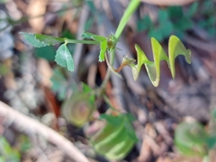 Medicago orbicularis