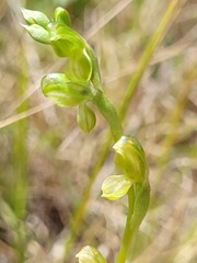 Pterostylis bicolor