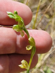 Pterostylis bicolor