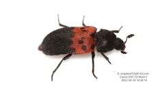 Dermestes vorax
