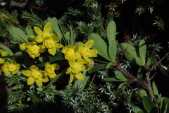 Berberis morrisonensis