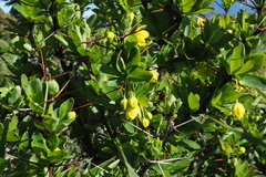 Berberis morrisonensis