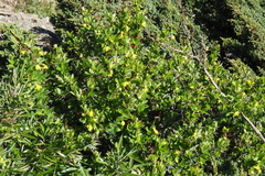 Berberis morrisonensis