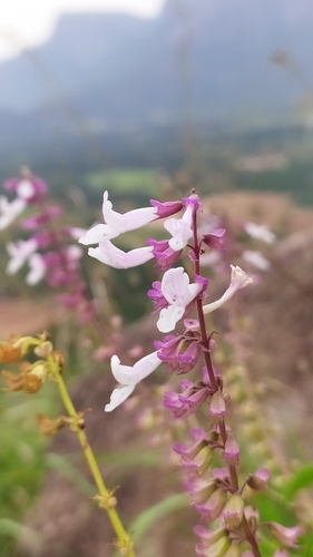 Red Java Tea (Orthosiphon rubicundus)