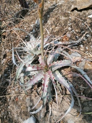 Hechtia podantha