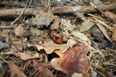 Temnopteryx phalerata