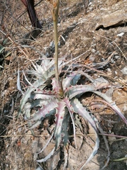 Hechtia podantha
