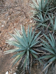 Agave macroacantha