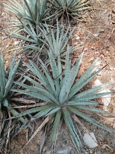 Agave macroacantha