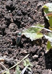 Selatosomus aeneus