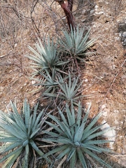 Agave macroacantha