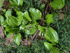 Plantago asiatica