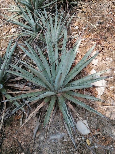 Agave macroacantha