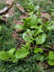 Plantago asiatica