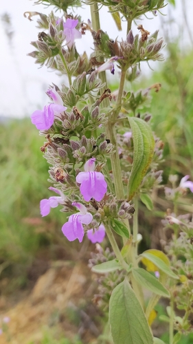 Image of Anisomeles malabarica by (c) Amar Bharathy, some rights reserved (CC BY)