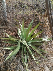 Agave marmorata