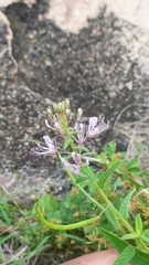 Cleome monophylla
