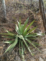 Agave marmorata