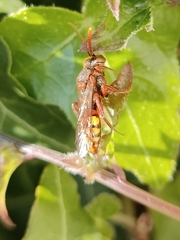 Nomada lathburiana