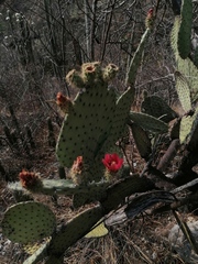 Opuntia pilifera