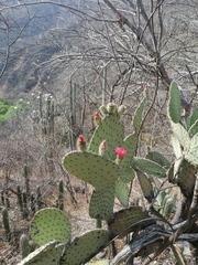 Opuntia pilifera