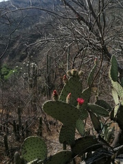 Opuntia pilifera