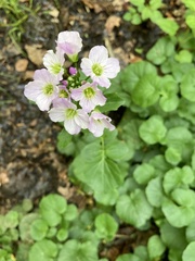 Cardamine raphanifolia