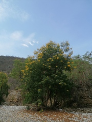 Astianthus viminalis