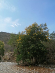 Astianthus viminalis