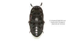 Dermestes vorax