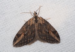 Chesias isabella