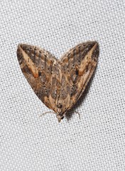 Chesias isabella