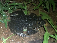 Hoplobatrachus occipitalis