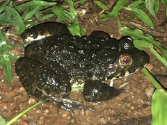 Hoplobatrachus occipitalis