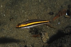 Pentapodus paradiseus