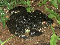 Hoplobatrachus occipitalis