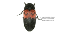 Dermestes vorax