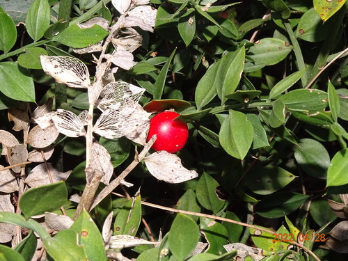 Bodljikava veprina (Ruscus aculeatus)