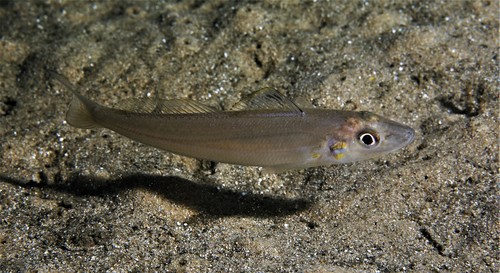 School whiting (Sillago robusta) — Sillaginidae — 4