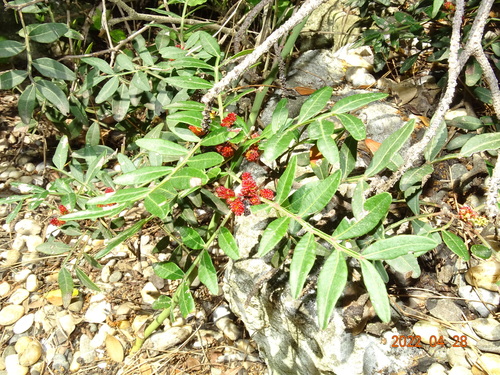 Tršlja (Pistacia lentiscus)