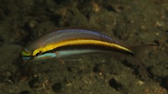 Pentapodus paradiseus